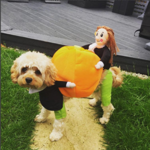 (50% OFF &BUY 2+ TO GET 15-25% OFF ) Dog Pumpkin Halloween Costume