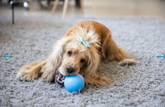 Motion Ball Smart Pet Toy