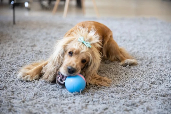 Motion Ball Smart Pet Toy